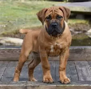 1-3 months Male Purebred Boerboel