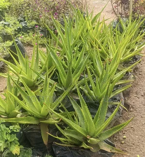 Aloe Vera Plant-1 Pc