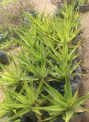 Aloe Vera Plant-1 Pc