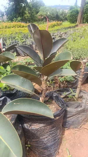 Rubber Plant Trees