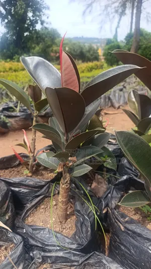 Rubber Plant Trees
