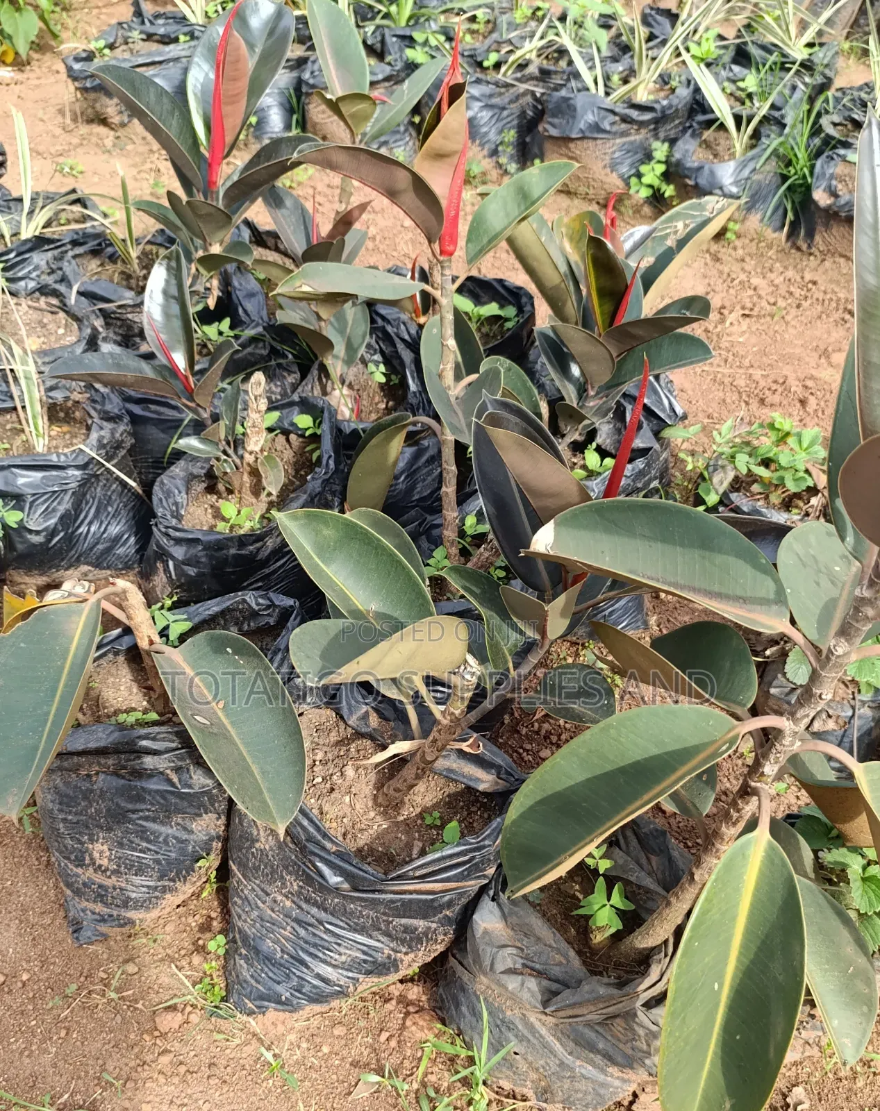 Rubber Plant Seedlings