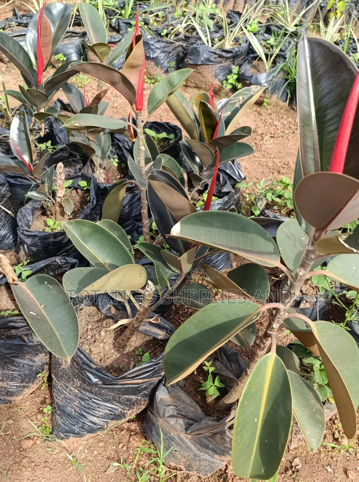 Rubber Plant Seedlings