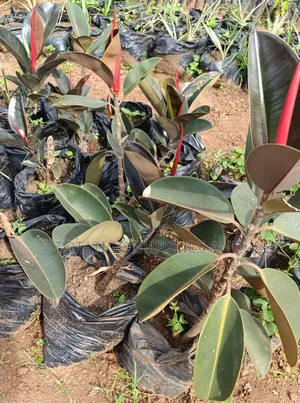 Rubber Plant Seedlings