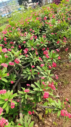 Crown Thorn Flower Plants