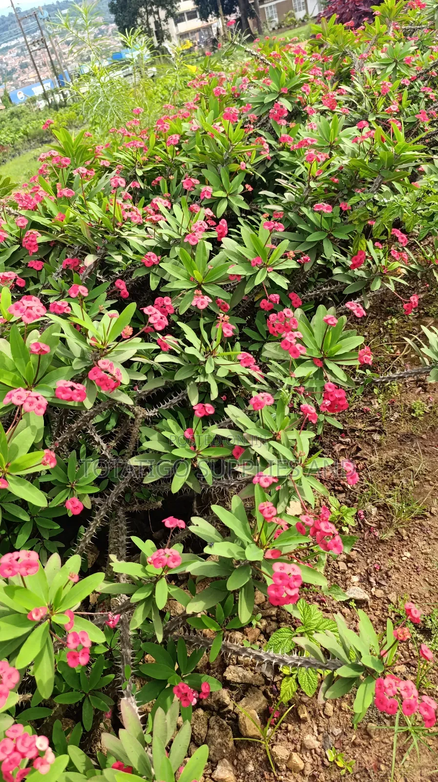 Crown Thorn Flower Plants