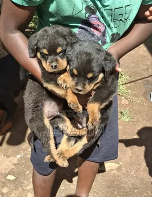 1-3 months Male Purebred Rottweiler