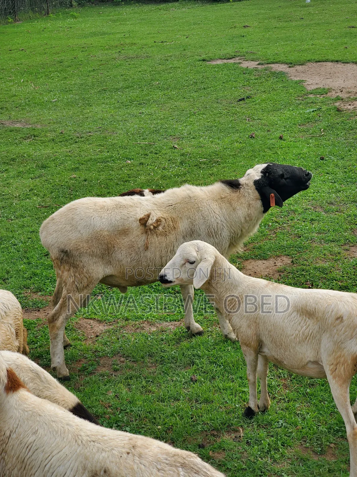 Dorper Sheep