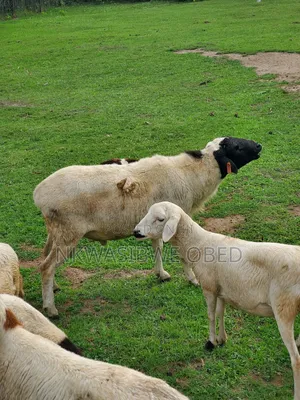 Dorper Sheep