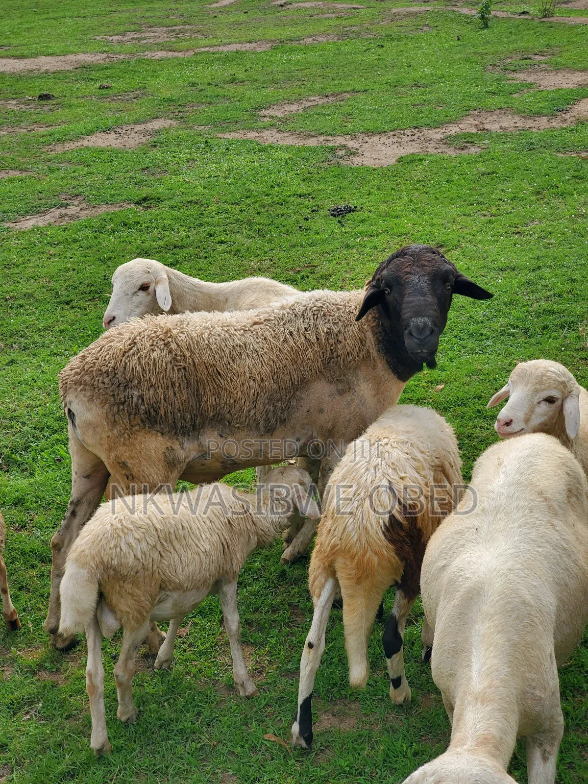 Dorper Sheep