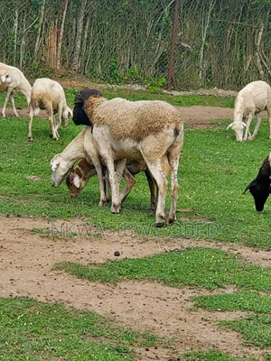 Dorper Sheep