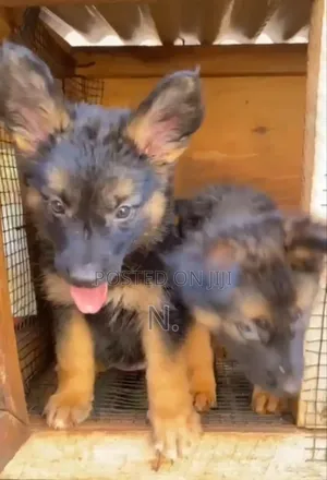 3-6 months Male Purebred German Shepherd