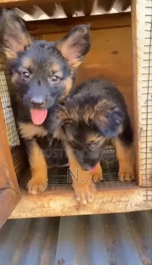 3-6 months Female Purebred German Shepherd
