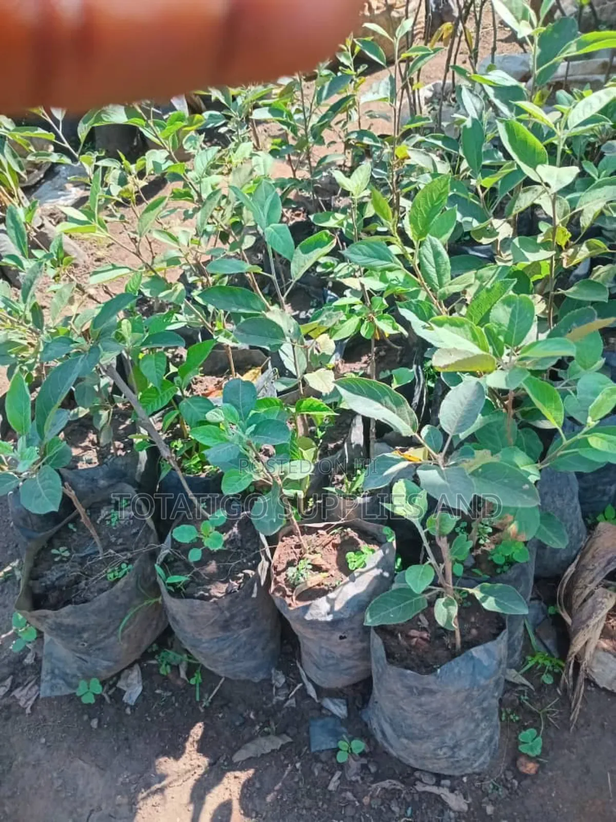 Apple Fruit Seedlings-1piece