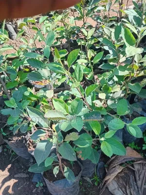 Apple Fruit Seedlings-1piece