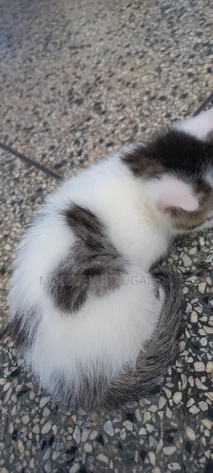 0-1 month Male Purebred American Curl