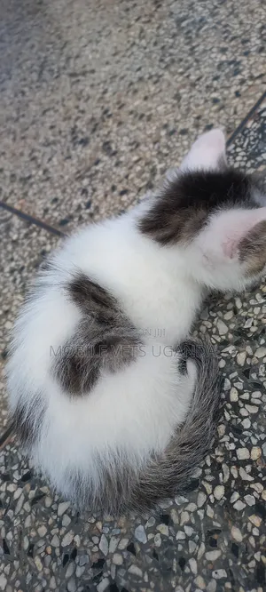 1-3 months Female Purebred Ragdoll