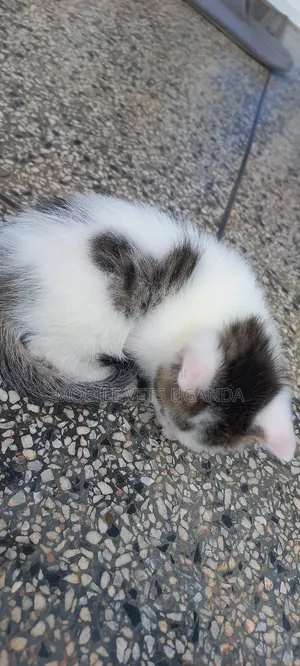 0-1 month Female Purebred Javanese