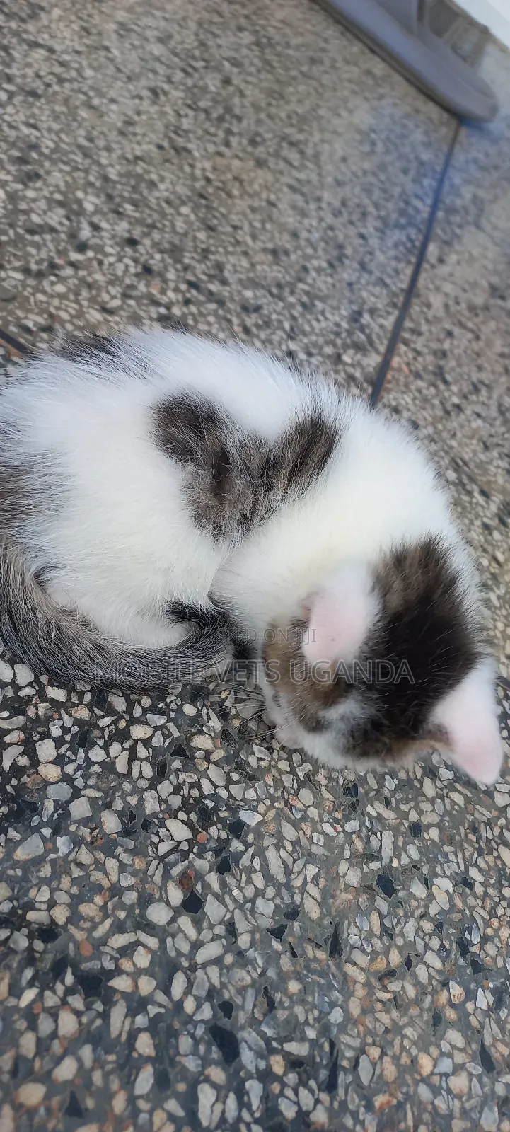 0-1 month Female Purebred Javanese