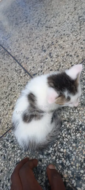 1-3 months Female Purebred American Wirehair