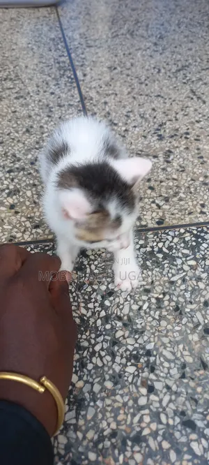 0-1 month Male Purebred Norwegian Forest
