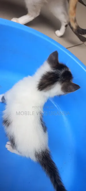 1-3 months Female Purebred Cymric