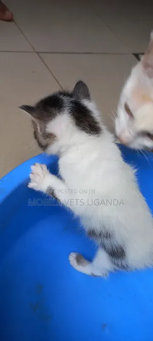 1-3 months Female Purebred Balinese