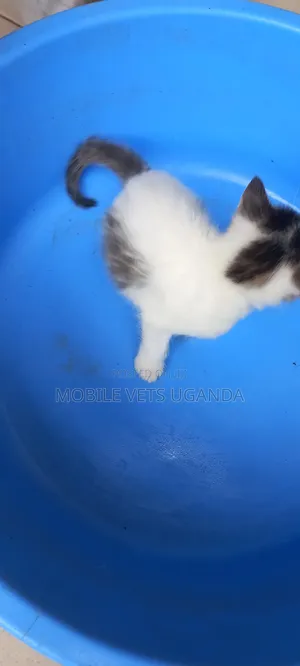 0-1 month Female Purebred Maine Coon