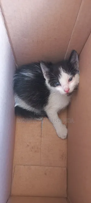 1-3 months Male Purebred Birman