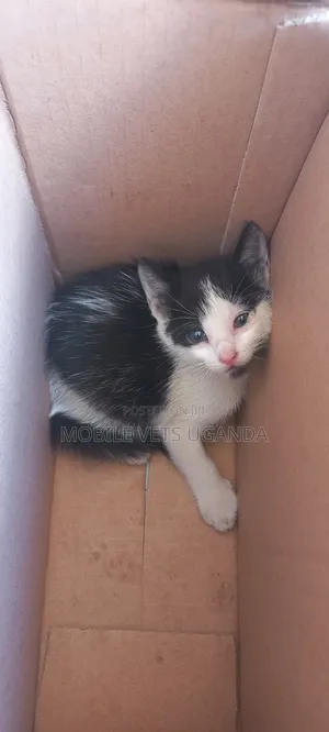 3-6 months Female Purebred Egyptian Mau