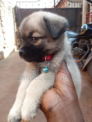 1-3 months Female Mixed Breed Pug
