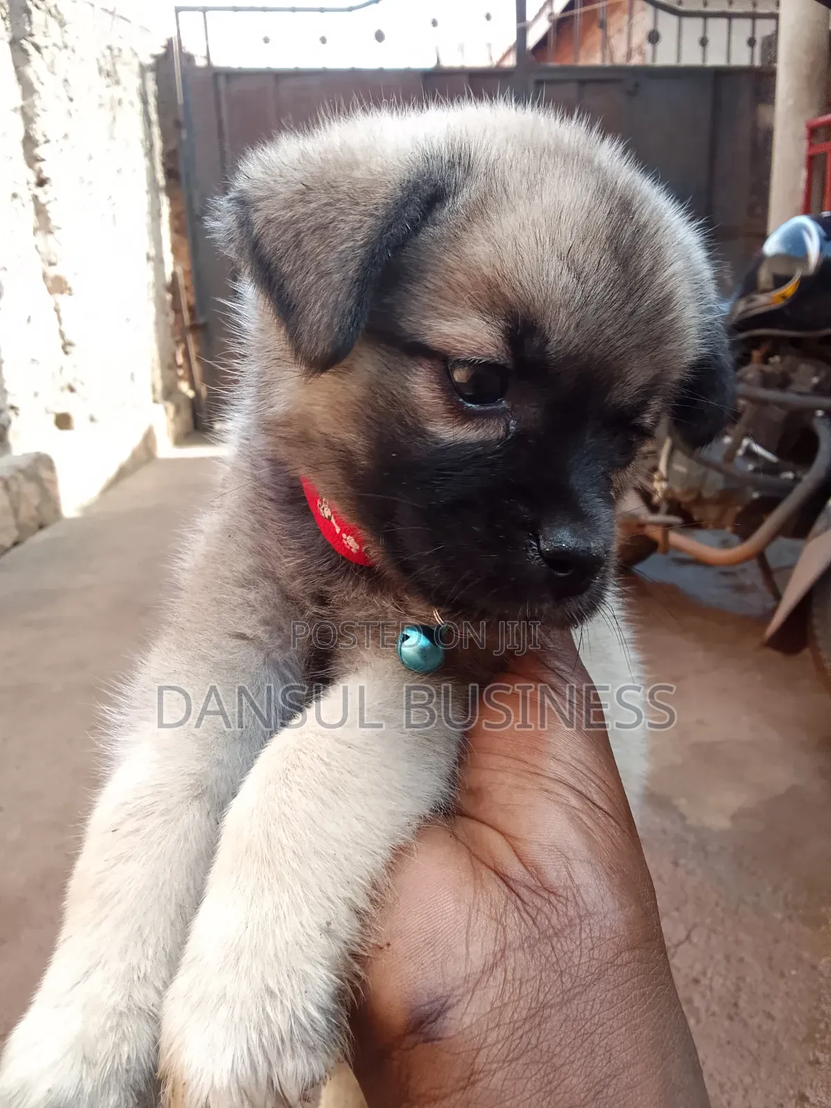 1-3 months Female Mixed Breed Pug