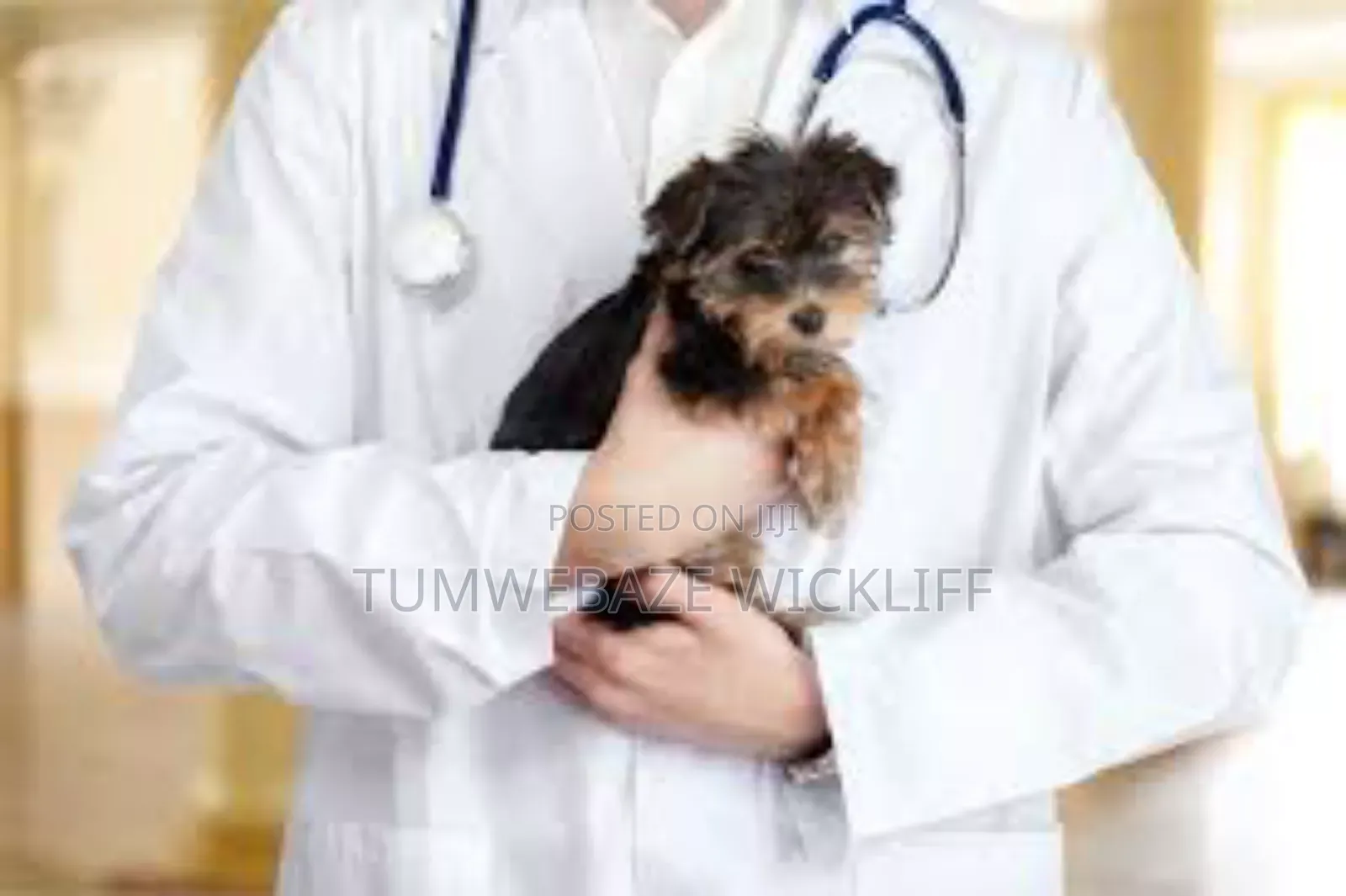 Dog Vet Services