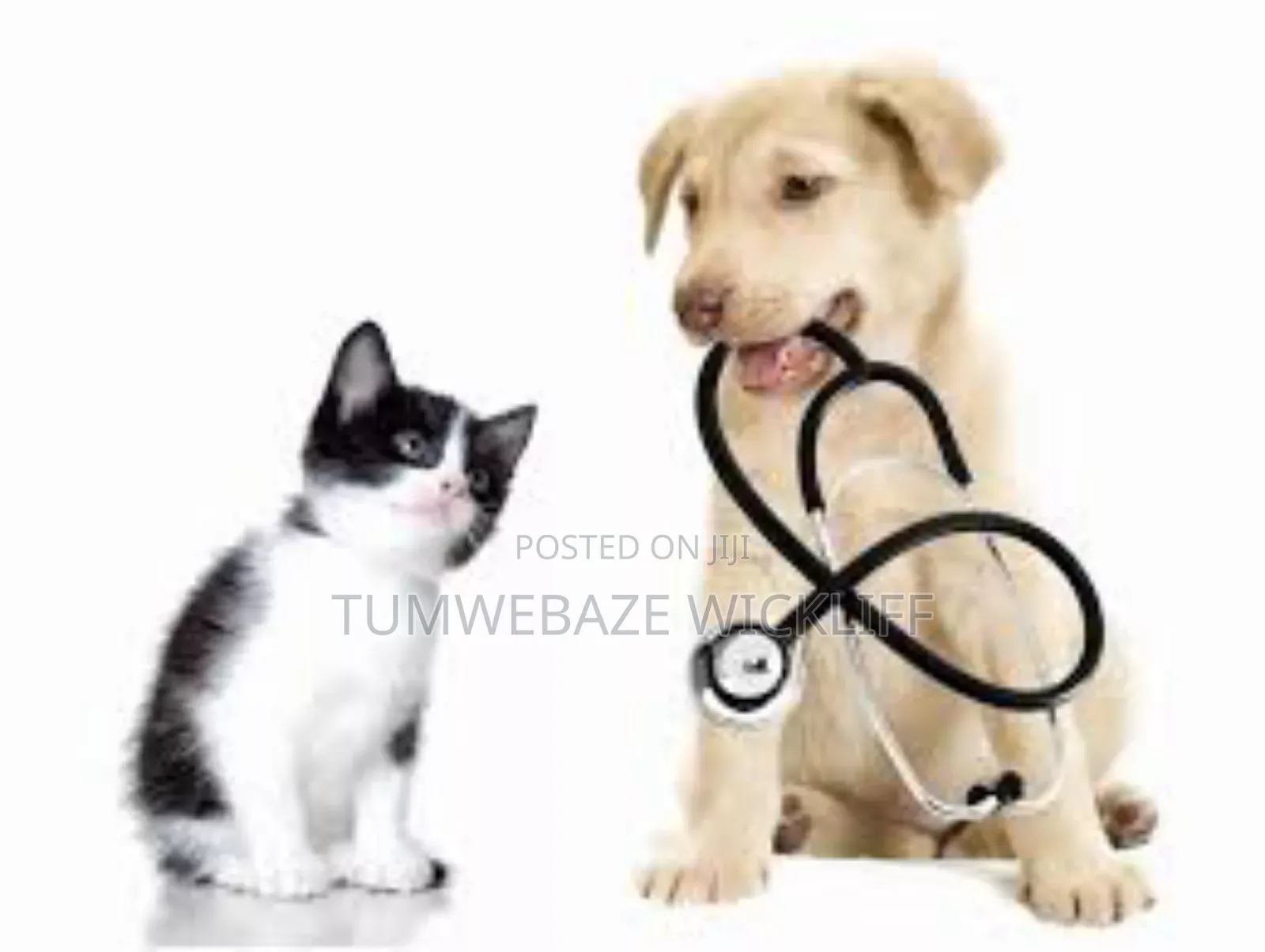 Dog Vet Services