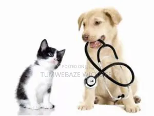 Dog Vet Services