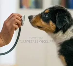 Dog Vet Services