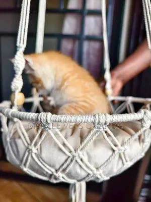 1-3 months Female Purebred American Wirehair