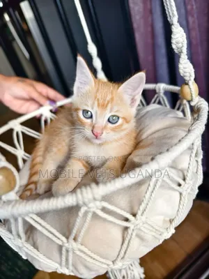 3-6 months Male Purebred American Wirehair