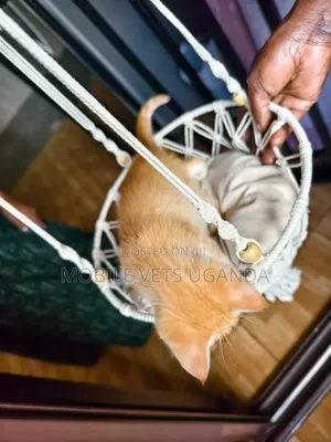 0-1 month Female Purebred Bombay