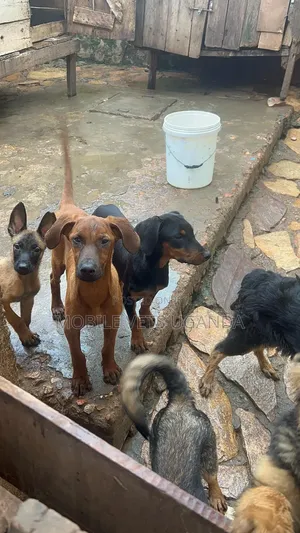 3-6 months Female Purebred Doberman Pinscher