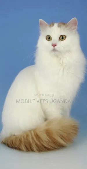 3-6 months Male Purebred American Bobtail