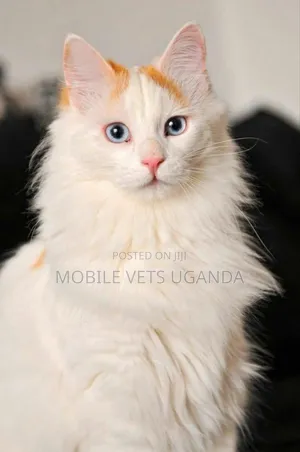1-3 months Male Purebred Norwegian Forest
