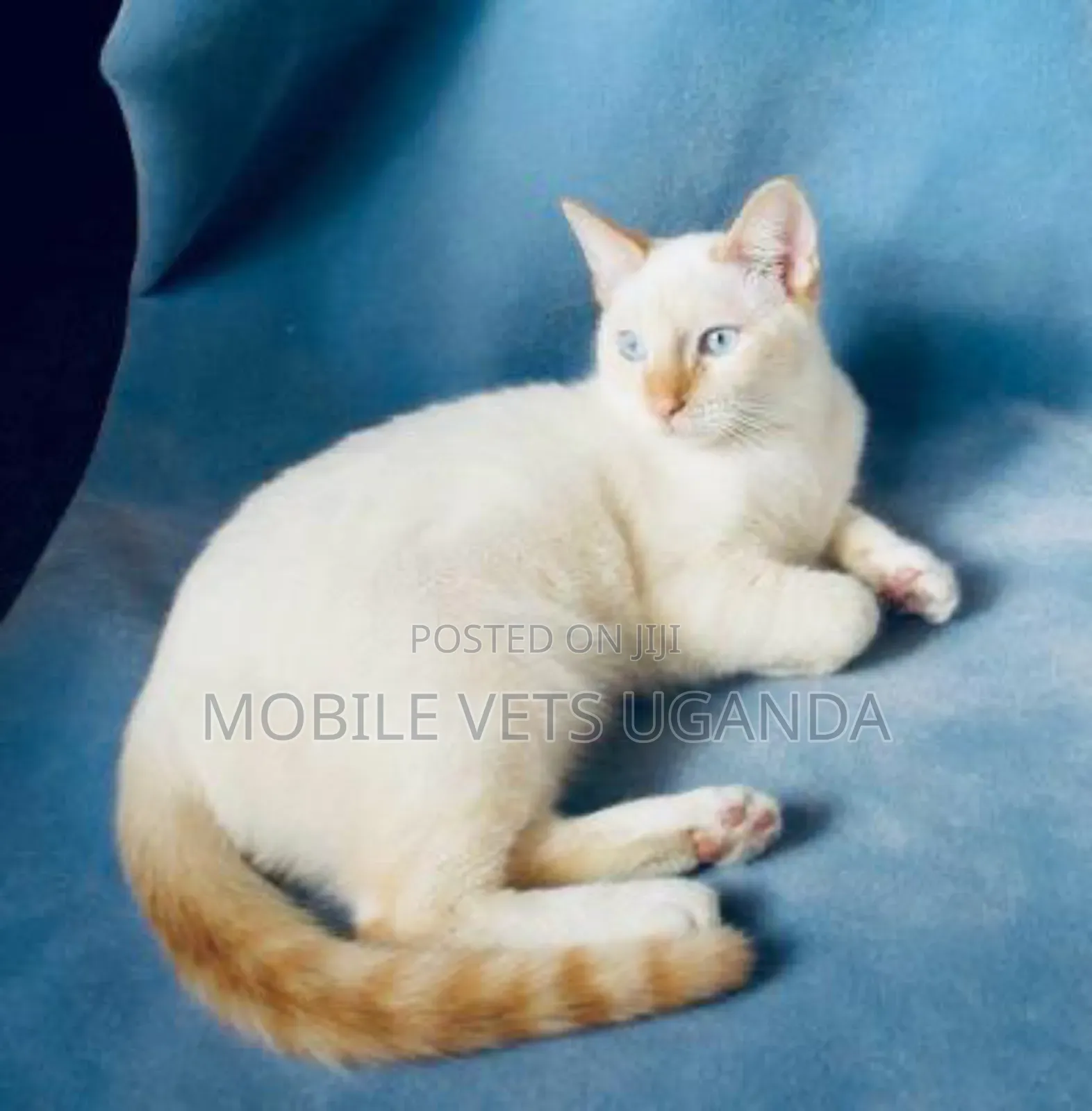 3-6 months Female Purebred Birman