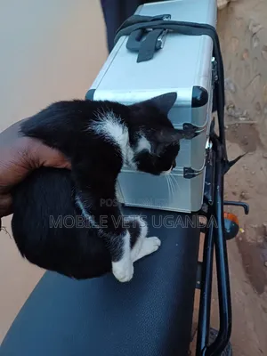 3-6 months Male Purebred Somali