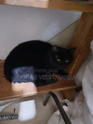 3-6 months Female Purebred Singapura