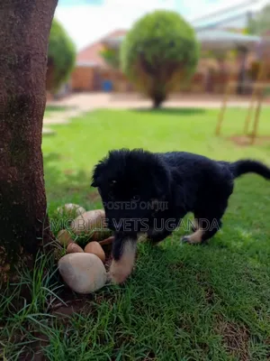 3-6 months Male Purebred German Shepherd