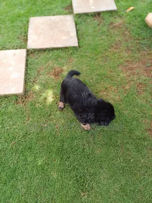 1-3 months Female Purebred German Shepherd