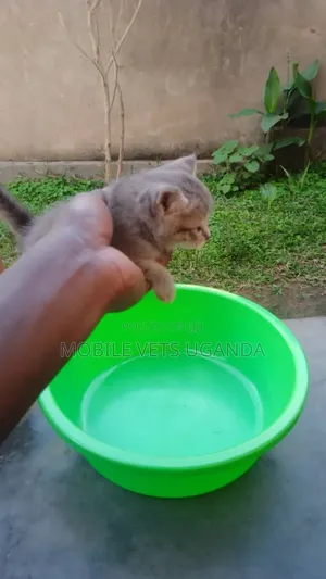 1-3 months Male Purebred Bombay