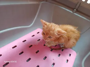 0-1 month Female Purebred Maine Coon