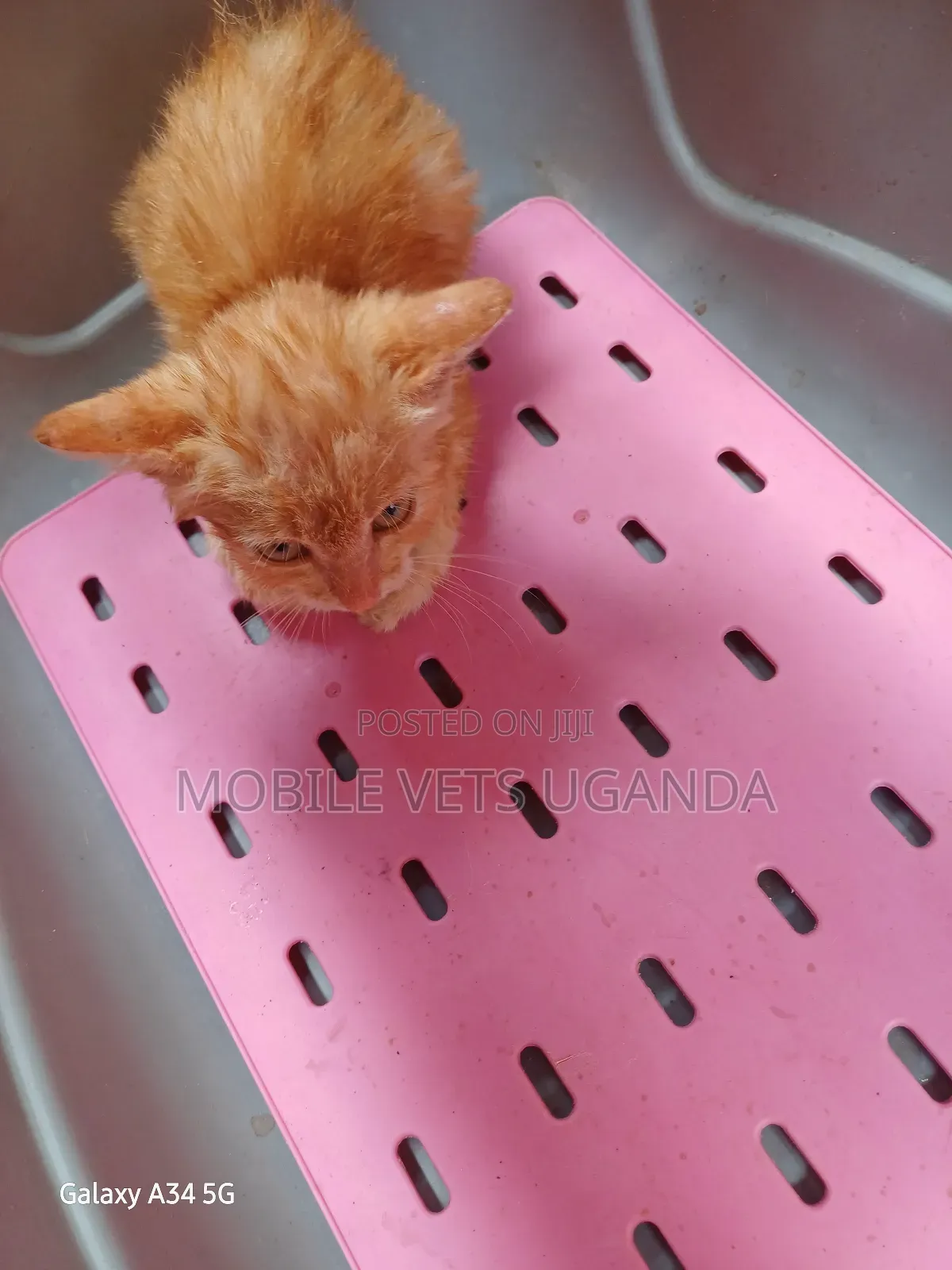 1-3 months Male Purebred Manx